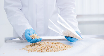 Worker control quality of nut pine cedar and packed in plastic bag, white background. Concept...