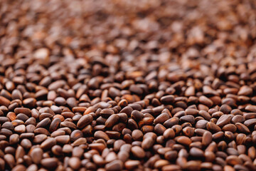 Closeup fresh brown pine Cedar nuts background