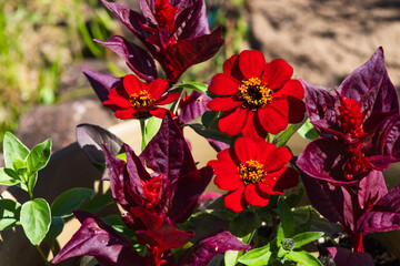 Red Flowers Zinnia