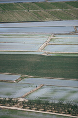 Unrecognizable farmer sowing rice seeds in the wet field.