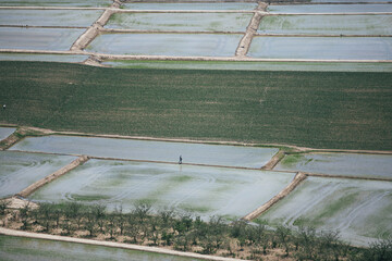 Unrecognizable farmer sowing rice seeds in the wet field.
