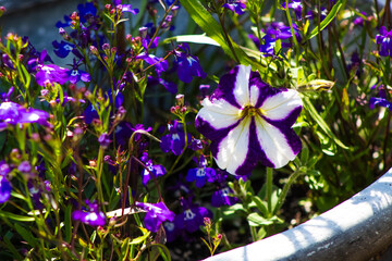 Purple Petunia Flowers