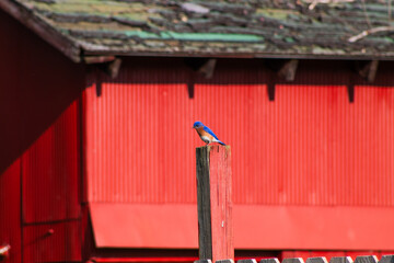Bluebird by Barn
