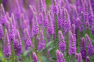 Veronica spicata, spiked speedwell plant with violet flowers.