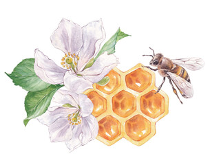 Watercolor honeycomb, flowers and bee illustration