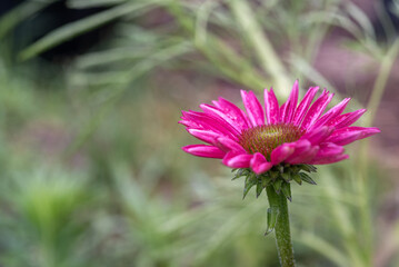 Obraz premium coneflower