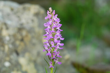 Portrait of a purple wild orchid.