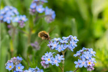 Dark-edged bee fly beetle on forget-me-not blossom. © TAMER YILMAZ