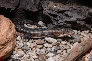 A lizard sunbathing amongst the rocks.