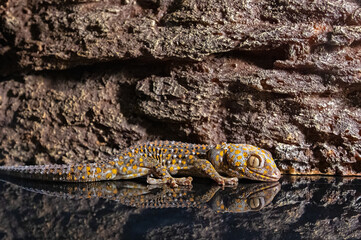 A tokay lizard with its reflection on a glass floor. The scientific name of this reptile is Gekko gecko.