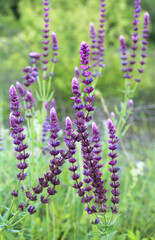 Sage (salvia nemorosa) grows in the wild