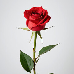 Obraz premium A red rose on a green stalk and white colour background.