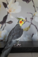 Cockatiel parrots.Funny parrots.Cockatiel pets.Bird with a crest.Cute animal.Funny bird.Cockatiel.Parrots are playing.
Caring for pets.Birds.Animals.Cute cockatiel.Home pet parrot.The best birds.
