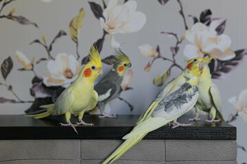 Cockatiel parrots.Funny parrots.Cockatiel pets.Bird with a crest.Cute animal.Funny...