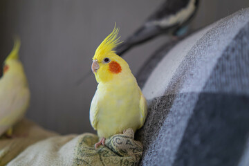 Cockatiel parrots.Funny parrots.Cockatiel pets.Bird with a crest.Cute animal.Funny...