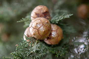 Italian cypress also Mediterranean cypress (Mittelmeer-Zypresse) Cupressus sempervirens