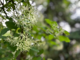 inflorescences of the smoky tree mackerel in drops after rain on a tree branch close-up in a city park and nursery of ornamental plants