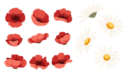 Chamomile and Red poppy flower vector illustration set in bloom, isolated on a white background simple style design