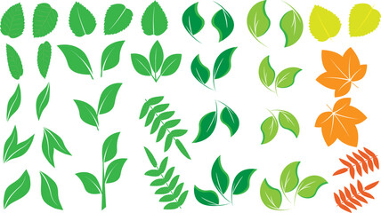 A set of fresh green leaves. Autumn leaves, maple rowan birch