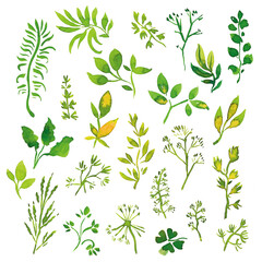 Set of various tree leaves. Hand drawn with watercolor. Isolated elements on a white background for your design