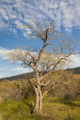 Large bare tree in Saguaro National Park, Arizona