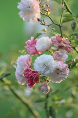 bush white and pink rose in the garden on a background of greenery
