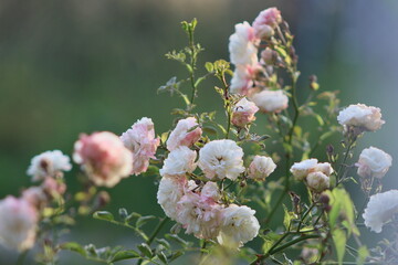 bush white and pink rose in the garden on a background of greenery