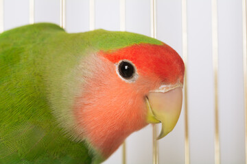 Colorful lovebird in cage. Green-orange parrot in birdcage
