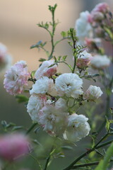 bush white and pink rose in the garden on a background of greenery