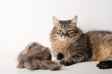 portrait fur cat with big hairball on white background, animal grooming