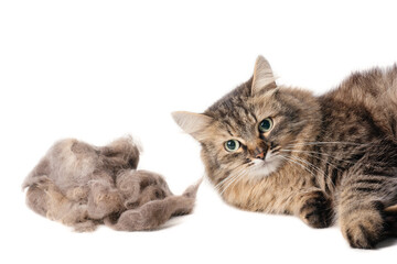 portrait fur cat with big hairball on white background, animal grooming © awindrunner