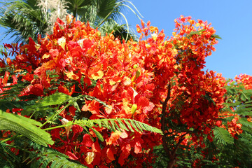 Red flowers of a blooming fire tree against a blue sky in a botanical garden. Delonix regia, also known as royal poinciana or peacock flower, creating a natural floral wallpaper
