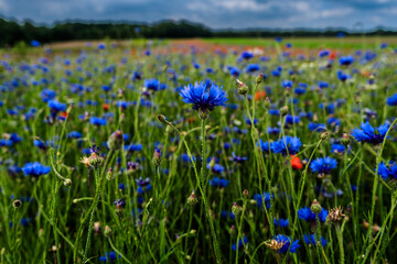 Wildflowers on the field - a meadow full of cornflowers and poppies early summer in Germany