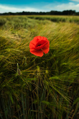 The one poppy flower standing out in the wheat field