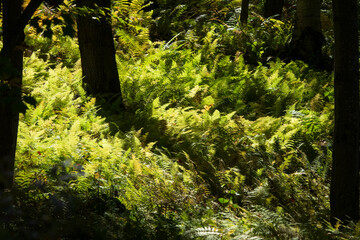 Beautiful ferns in a forest