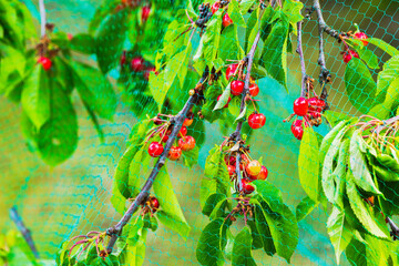 Close-up shot of a cherry tree protected by a bird net in the garden.