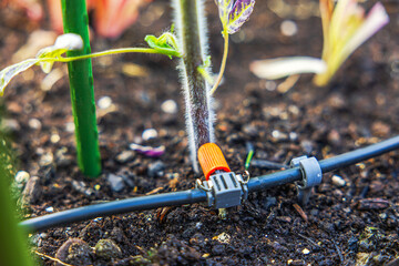 Close-up of a drip irrigation system installed in a vegetable greenhouse.