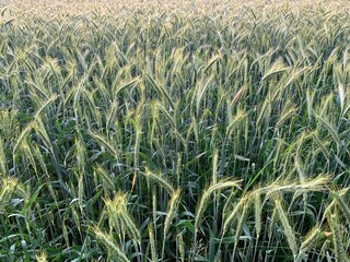 field of wheat