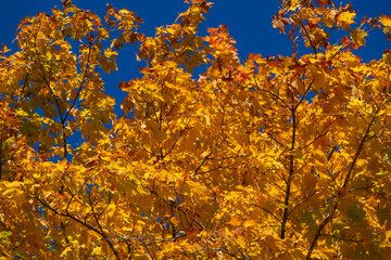 Beautiful Quebec fall colors