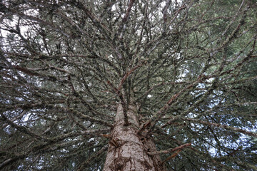 Closeup of the top of a pine tree canopy from the base on the ground.