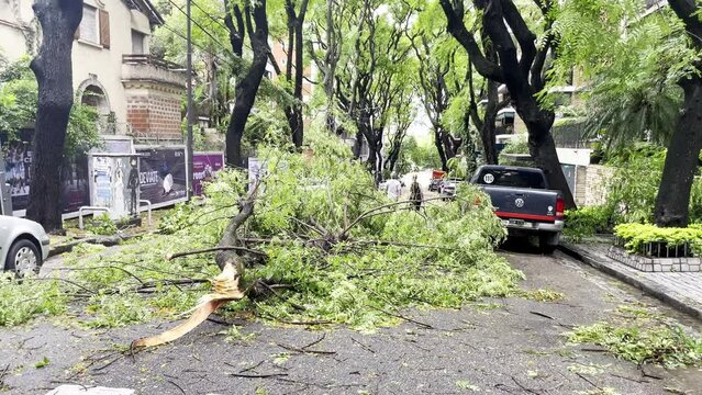 Storm damage to trees and nature, causing broken trunks and fallen branches. The green environment suffers destruction from the hurricane s wind and rain. Roads and houses are impacted, with insurance