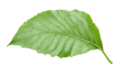 Obraz premium green leaf isolated on white background , transparent png image
