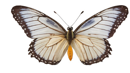 butterfly  isolated on white background , transparent png image
