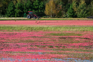 A Quebec cranberry farm in the fall