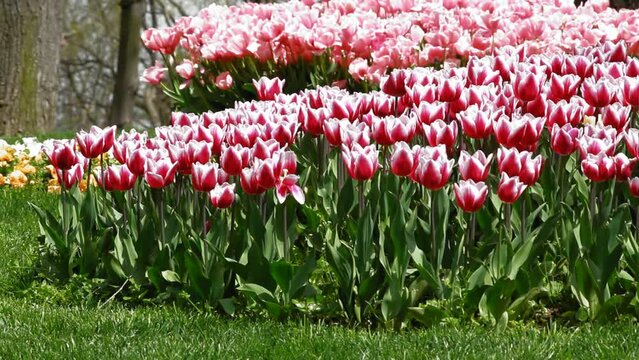 Vibrant garden with rows of pink and white tulips in full bloom, set against a backdrop of green grass and trees, in Istanbul, Turkey.