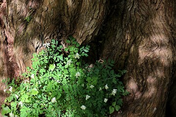 Gros plan sur une texture détaillée de l'écorce des arbres avec quelques fleurs