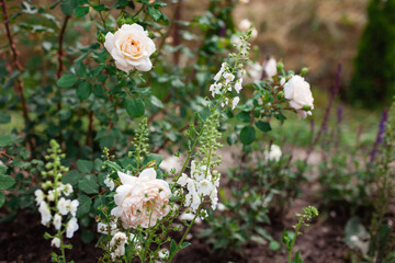 English Crocus Rose blooming in summer garden. White creamy flowers grow on shrub. Austin selection