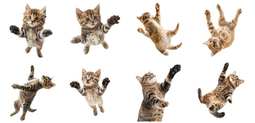 adorable kitty cat felines falling