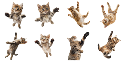 adorable kitty cat felines falling