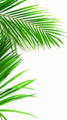 Fototapeta premium palm leaf isolate on white background clipping path